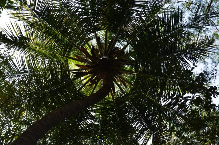 coconut tree, palm tree, palm-249619.jpg